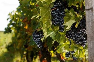 Компания «Белая дача» заявила о планах заняться виноделием на Кубани