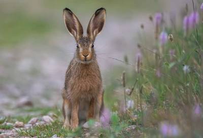 Кролики способствуют восстановлению уникальной среды обитания редких видов животных