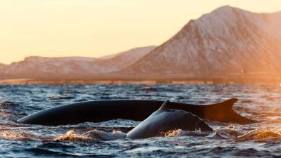 Норвегия установила рекорд по добыче китов