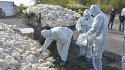 На севере Казахстана зафиксирована вспышка птичьего гриппа
