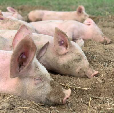 На предприятии «Мираторга» произошла вспышка африканской чумы свиней