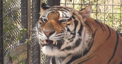 В крымском сафари-парке тигр оставил без пальца годовалого ребенка (видео)
