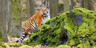 СК завел дело после того, как в крымском зоопарке тигр откусил ребенку палец