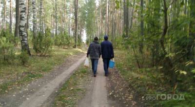 Супружеская пара пошла за грибами в шумерлинский лес: муж вернулся, а жена пропала