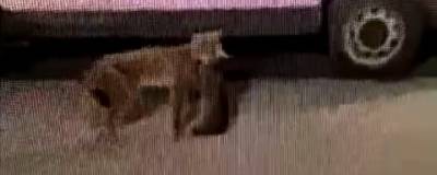 В Кирове из ниоткуда взявшаяся рысь напала на кошку