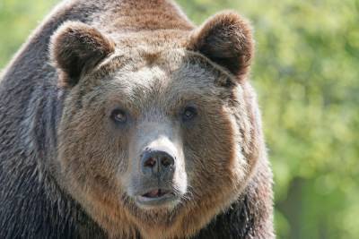 Минприроды Карелии просит не провоцировать медведей мусором и неубранным урожаем