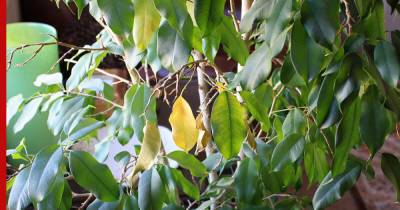 У фикуса опадают листья: в чем причина и как спасти растение