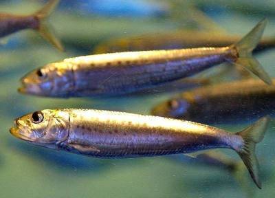 Диетолог Бобровский рассказал, какую недорогую рыбу крайне полезно есть осенью
