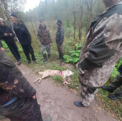 В Тверской области будут отстреливать волков после ранения нескольких людей