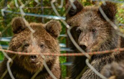 Эксперты Центра спасения медвежат-сирот в Тверской области помогли коллегам с Алтая вернуть в природу трех медвежат