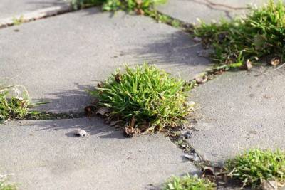 Как быстро убрать сорняки между тротуарной плиткой: хитрость, которая работает