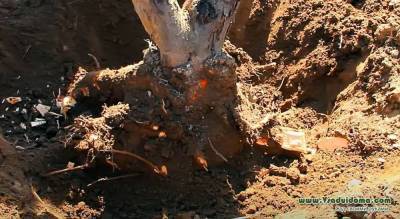 3 причины выкорчевать старое плодовое дерево и посадить новое