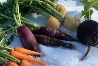 Полезно знать: овощи, которые могут зимовать на грядке