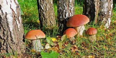 В Московской области супружеская пара погибла, отравившись грибами