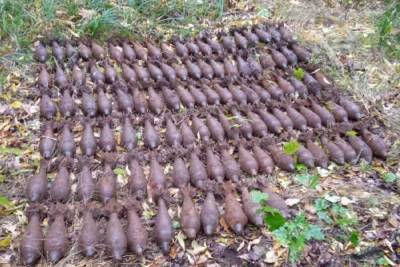 Грибники нашли в лесу под Белгородом 111 снарядов времен ВОВ