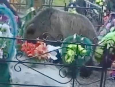 В Ханты-Мансийске проведут операцию по отпугиванию медведя с городского кладбища