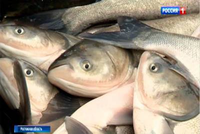 Донские рыбоводческие предприятия получили развитие благодаря поддержке областного бюджета