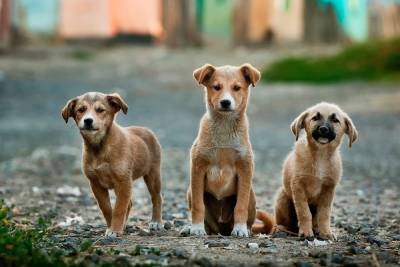 Стали известны улицы Пензы с самым большим количеством бродячих собак