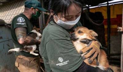 Власти Южной Кореи готовы запретить употребление собачьего мяса