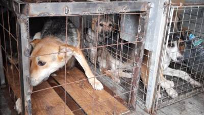 В Пронском районе отловили бродячих собак, загрызших пять коз