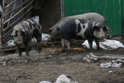 В свердловском селе перекрыли дороги и ввели пропуска из-за чумы свиней