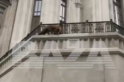 Дикая лиса атаковала Сретенский монастырь в Москве