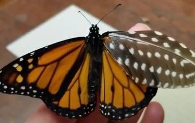 Американка создала для раненой бабочки "протез"