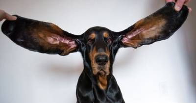 Собака с самыми большими ушами на планете попала в Книгу рекордов Гиннеса (фото, видео)