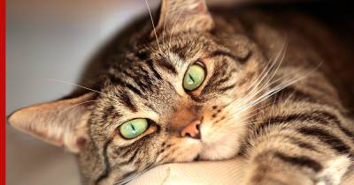 Грация и изящество: самые красивые породы кошек