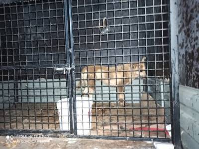 В Усинске зоозащитники «заарканили» дикую собаку