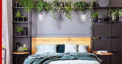 Идеальны для спальни: 6 комнатных растений для хорошего сна