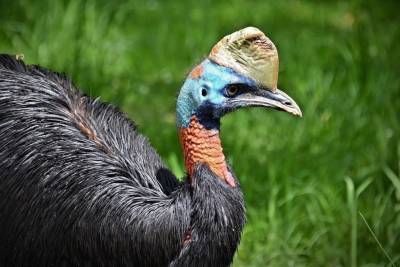 Ученые назвали первую одомашненную человеком птицу