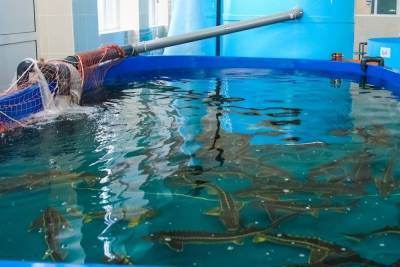 В комплексе аквакультуры Астраханской области погибли 89 белуг
