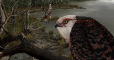 Орел возрастом 25 млн лет. Ученые открыли один из старейших видов хищных птиц