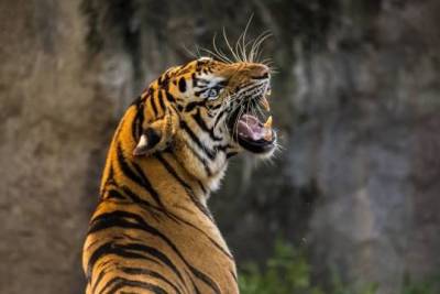 В российском сафари-парке тигр напал на ребёнка