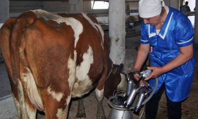 ОМК и «Славмо» останутся без молока с 1 октября. Комбинатам грозит остановка производства