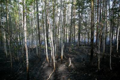 Пропавшего в лесу в Свердловской области тюменского срочника нашли мертвым