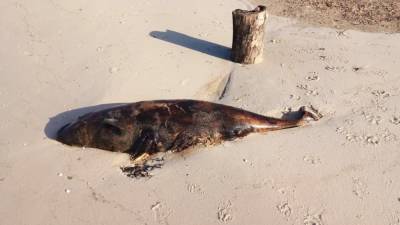 Мертвого дельфина обнаружили на Павло-Очаковской косе под Ростовом