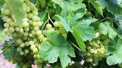Специалист по виноградарству Попович: РФ нуждается в обновлении «винного» закона