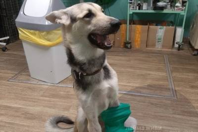 В Ярославль с лечения возвращается собака, которой отрубили лапы