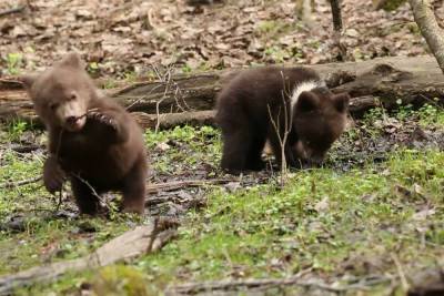 Трёх медвежат, которым помогли в Тверской области, выпустили в родной лес