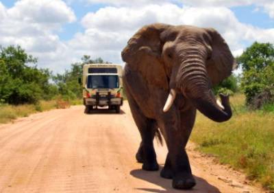 В Индии на автобус с туристами набросился слон. ВИДЕО