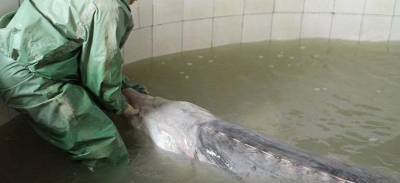 Под Астраханью в пруду для разведения рыбы погибло четыре тонны белуги