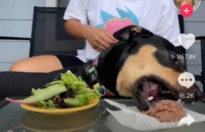 Девушка решила доказать, что ее собака – вегетарианка: видео стало вирусным в Сети (ВИДЕО)