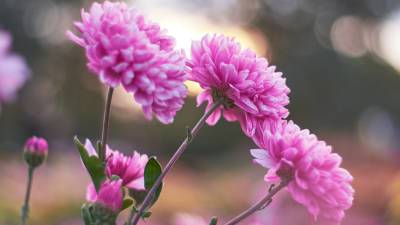 Готовим хризантемы к зиме: особенности осеннего ухода