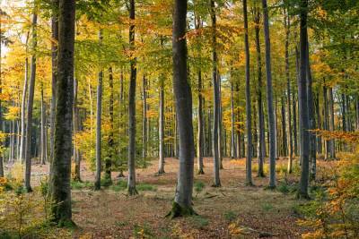 Акция "Чистый лес" пройдет в Беларуси 9 октября