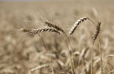 России предсказали потерю лидерства на мировом рынке пшеницы