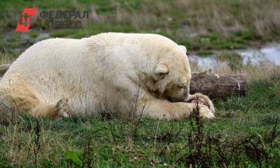 Потерявшегося в Диксоне белого медвежонка вернут в дикую природу