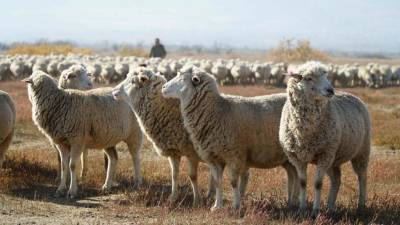 Сахалинского пастуха будут судить за обмен чужих баранов на алкоголь
