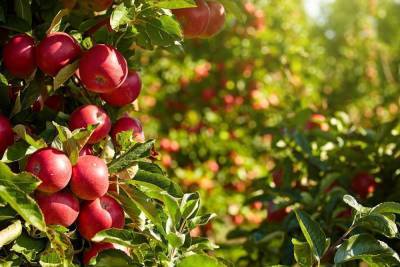 10 сортов яблонь, которые почти ничем не болеют